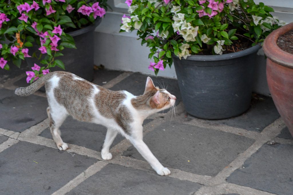 猫はたくさんいたんだけど、みんなやせ細ってた。そんなに食べ物もらえないのかな。パッと撮ったのでブレちゃったけど。